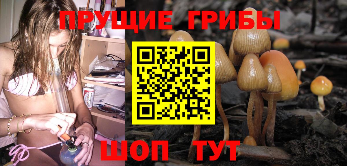 Псилоцибиновые грибы Psilocybe Надым